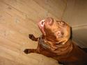 Labrador retriever James Brown (Fido)