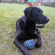 Labrador retriever Walter