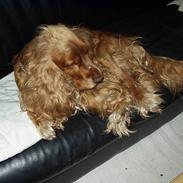 Cocker spaniel Karl