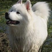 Samojedhund Luffe