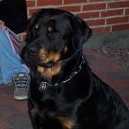 Rottweiler Balder