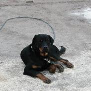 Rottweiler Balder