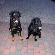 Rottweiler Balder