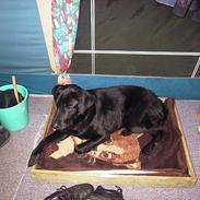 Labrador retriever Walter