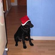 Labrador retriever Walter