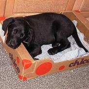 Labrador retriever Walter