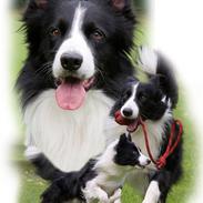 Border collie Tarco *himmelhund*