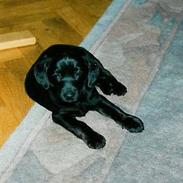 Labrador retriever Molle