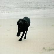 Labrador retriever Molle