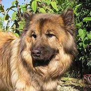 Eurasier  Navn:  Mabuh Euros Niko