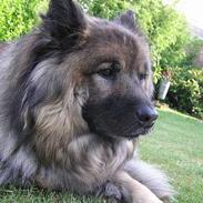 Eurasier  Navn:  Mabuh Euros Niko