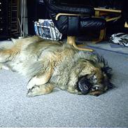 Eurasier  Navn:  Mabuh Euros Niko