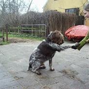 Ruhåret hønsehund Brutus