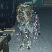 Ruhåret hønsehund Brutus