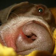 Weimaraner Kiwi