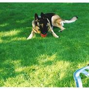 Schæferhund Freja