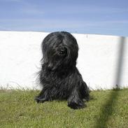 Briard Kidogo