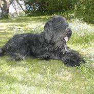 Briard Kidogo