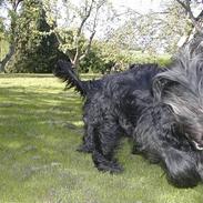 Briard Kidogo