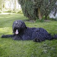 Briard Kidogo