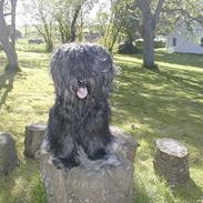 Briard Kidogo