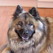 Eurasier  Navn:  Mabuh Euros Niko