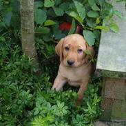 Labrador retriever bella