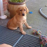 Labrador retriever bella