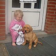 Labrador retriever bella