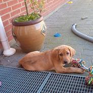 Labrador retriever bella