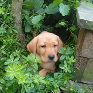 Labrador retriever bella