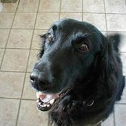 Flat coated retriever Laban