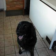 Flat coated retriever Laban
