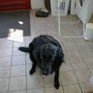 Flat coated retriever Laban