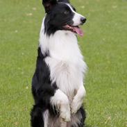 Border collie Tarco *himmelhund*