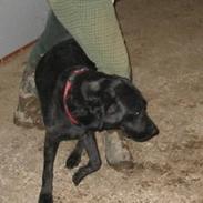 Labrador retriever Emily