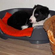 Border collie Tarco *himmelhund*