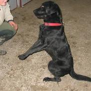 Labrador retriever Emily