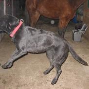 Labrador retriever Emily