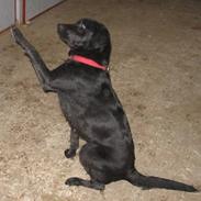 Labrador retriever Emily