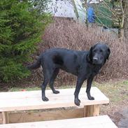 Labrador retriever Emily