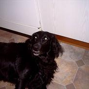 Flat coated retriever Laban