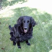 Flat coated retriever Laban