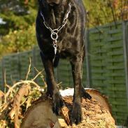 Blanding af racer Balder Himmelhund