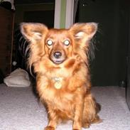 Blanding af racer Cheri