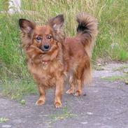 Blanding af racer Cheri