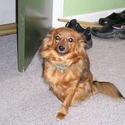 Blanding af racer Cheri