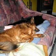 Blanding af racer Cheri