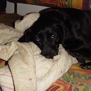 Labrador retriever Freja