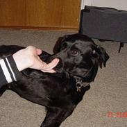 Labrador retriever Freja